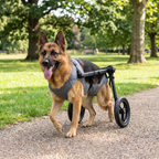 Pet wheelchair